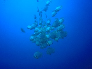 GOPR2409.JPG